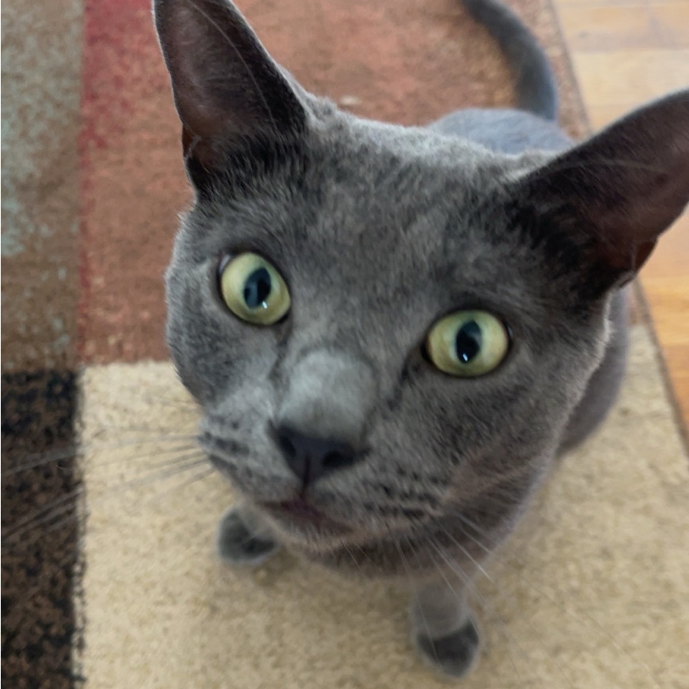 Meet your Posher, Lilly